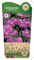 Delosperma coop. 'Table Mountain'