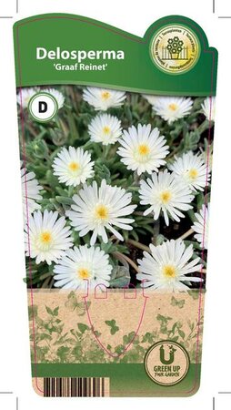 Delosperma 'Graaf Reinet'
