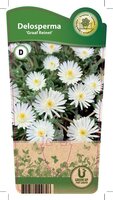 Delosperma 'Graaf Reinet'