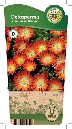 Delosperma 'Ice Cream® Orange'