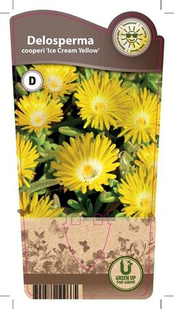 Delosperma 'Ice Cream® Yellow'
