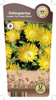 Delosperma 'Ice Cream® Yellow'