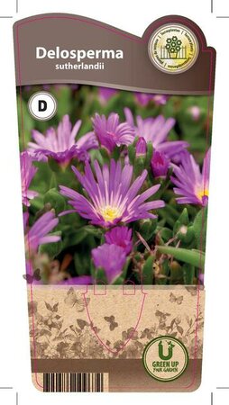 Delosperma sutherlandii