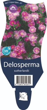 Delosperma sutherlandii P11