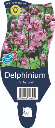 Delphinium 'Astolat'