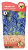 Delphinium 'Bellamosum'