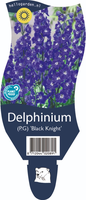 Delphinium 'Black Knight'