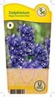 Delphinium Magic Fountains 'Blue'