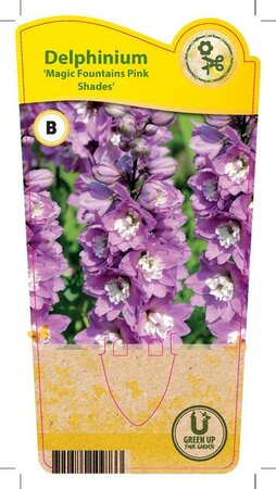 Delphinium Magic Fountains 'Pink Sh