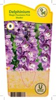Delphinium Magic Fountains 'Pink Sh