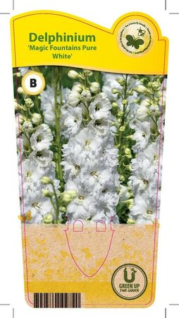 Delphinium Magic Fountains 'Pure Wh