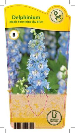 Delphinium Magic Fountains 'Sky Blu