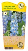 Delphinium Magic Fountains 'Sky Blu