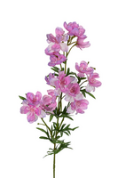 Delphinium x3 l84cm roze