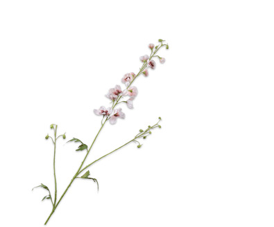 Delphiniumsteel l101cm creme/roze