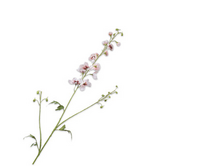 Delphiniumsteel l101cm creme/roze