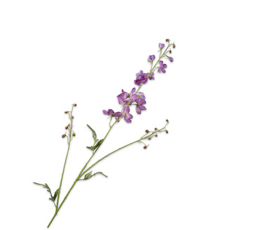 Delphiniumsteel l101cm lavendel