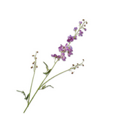 Delphiniumsteel l101cm lavendel