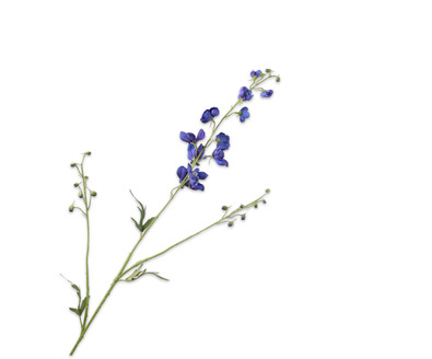 Delphiniumsteel l101cm paars