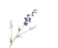 Delphiniumsteel l101cm paars