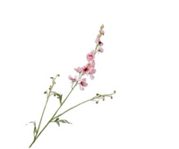 Delphiniumsteel l101cm roze