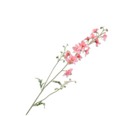 Delphiniumsteel l101cm roze