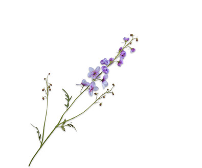 Delphiniumsteel l101cm wit/paars