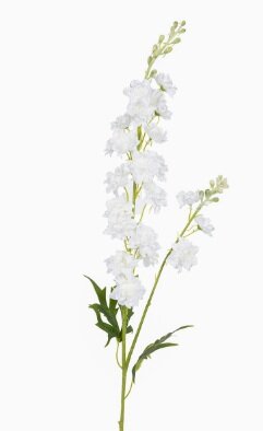 Delphiniumsteel l85cm wit