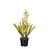 Dendrobium i/pot d30h47cm geel
