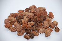 Denneappel spruce baby 2-3cm nat.