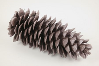 Dennenappel sugar pine l25-45 mgnl