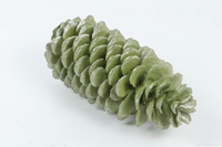 Dennenappel sugar pine l25-45cm zlv