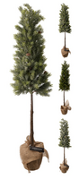DENNENBOOM MET JUTE POT 106CM