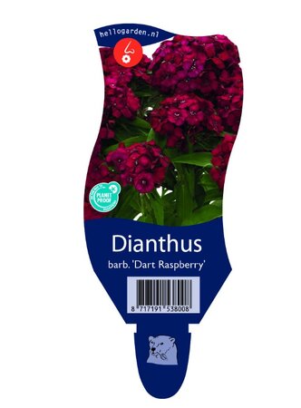 Dianthus bar. 'Dart Raspberry'