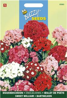 Dianthus barbatus enkelbloemig 1gram - afbeelding 5
