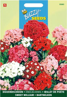 Dianthus barbatus enkelbloemig 1gram - afbeelding 4