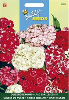 Dianthus barbatus nanus comp. 0.5gram - afbeelding 5