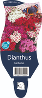 Dianthus barbatus P11