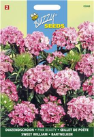 Dianthus barbatus pink 0.75gram - afbeelding 3