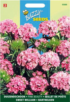 Dianthus barbatus pink 0.75gram - afbeelding 4
