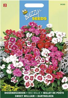 Dianthus barbatus wee willie 0.5gram - afbeelding 3