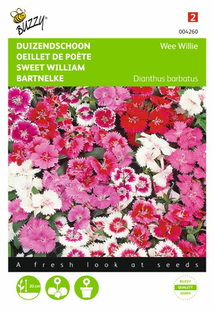 Dianthus barbatus wee willie 0.5gram - afbeelding 1