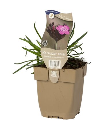 Dianthus carthusianorum