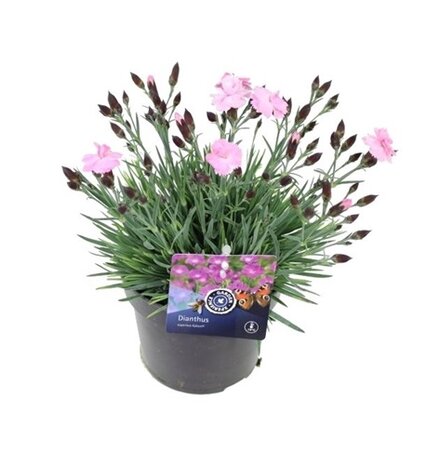 Dianthus caryophyllus Pot 13cm.