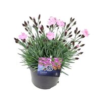 Dianthus caryophyllus Pot 13cm.