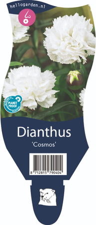 Dianthus 'Cosmos'