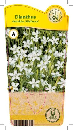 Dianthus del. 'Albiflorus'