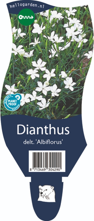 Dianthus del. 'Albiflorus'