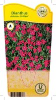 Dianthus del. 'Brilliant'