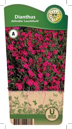 Dianthus del. 'Leuchtfunk'